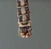 Tipula lateralis